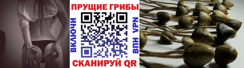 сколько стоит  Менделеевск  Галлюциногенные грибы Magic Shrooms 